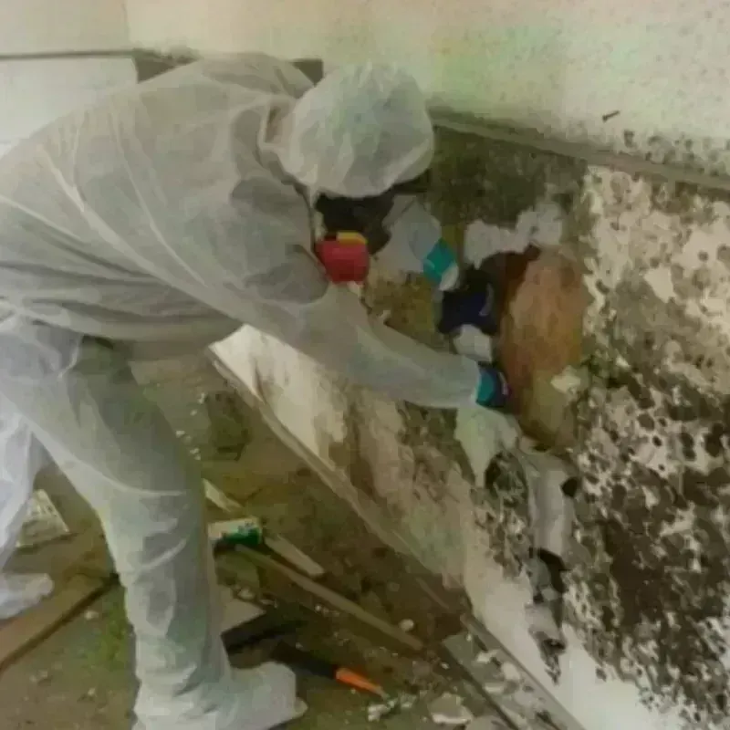 Mold Remediation and Removal in Meade, KS